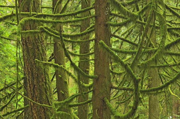 Canada, BC ,Mossy trees in Cathedral Grove